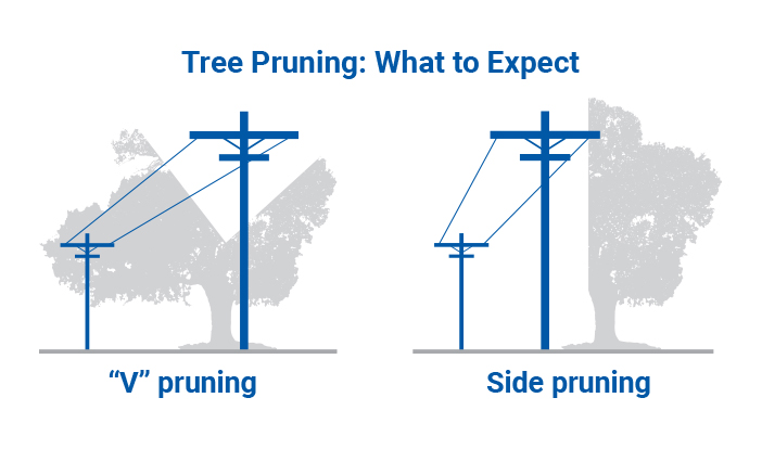 Tree pruning and what to expect